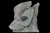 Flexicalymene Trilobite - LaPrairie, Quebec #164371-1